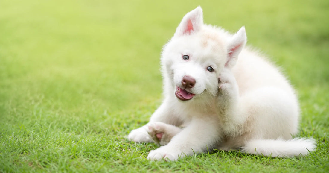 Apoquel for Dogs: A Vet's Guide to Relieving Allergic Itch in dogs