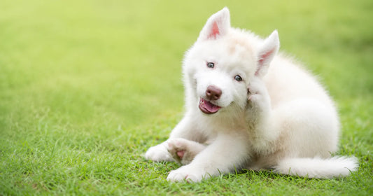 Apoquel for Dogs: A Vet's Guide to Relieving Allergic Itch in dogs