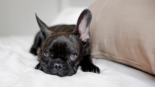 Gabapentin for dogs
