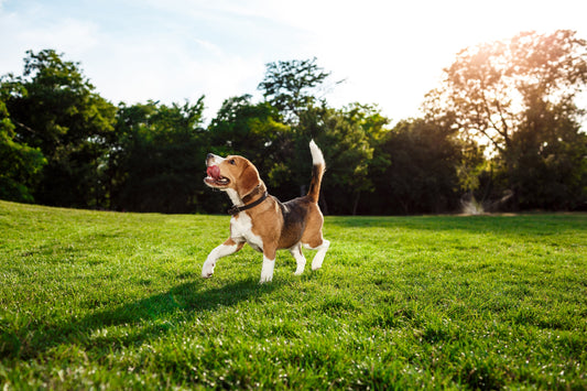 Meloxicam (Metacam) for Dogs & Cats: Medication Guide