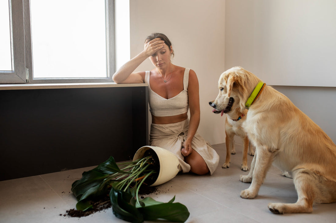 Separation Anxiety in Dogs: Signs, Causes, Treatment and Medications