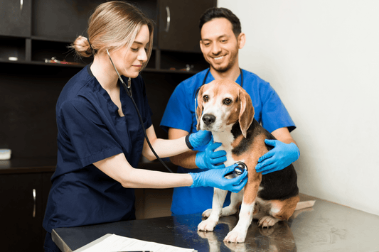 Dog Anxiety Medication: A Complete Guide for Pet Owners